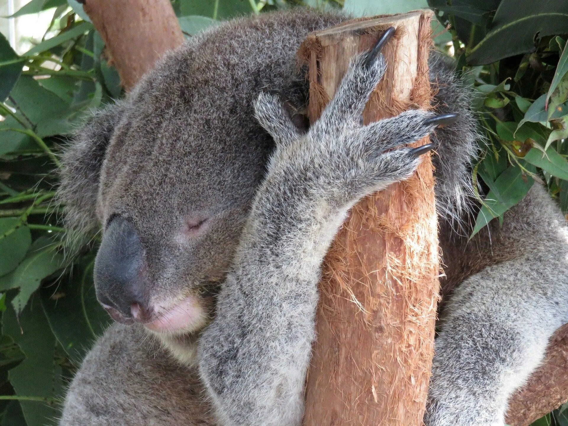 Коала рука. Коала. Кенгуру и коала. Коала анатомия. Когти коалы.