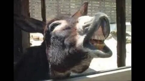 Ayollar kiyimidagi erkakning jinsiy aloqa fotosurati