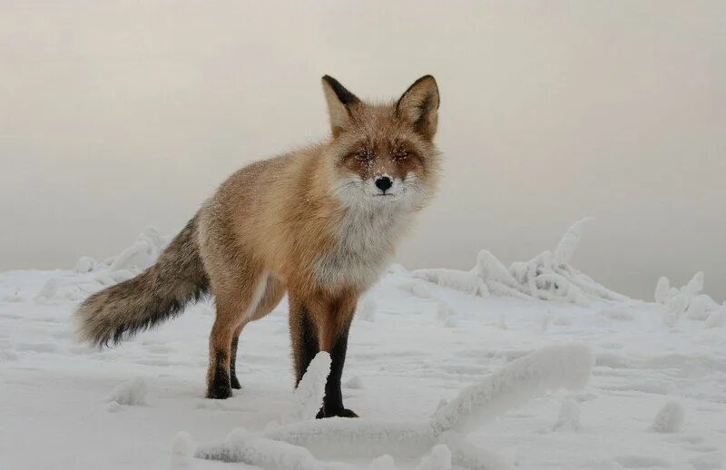 Лисица Сибирская. Сибирская лисица зимой. Сибирская чернобурка. Снежная лиса. Fox страна