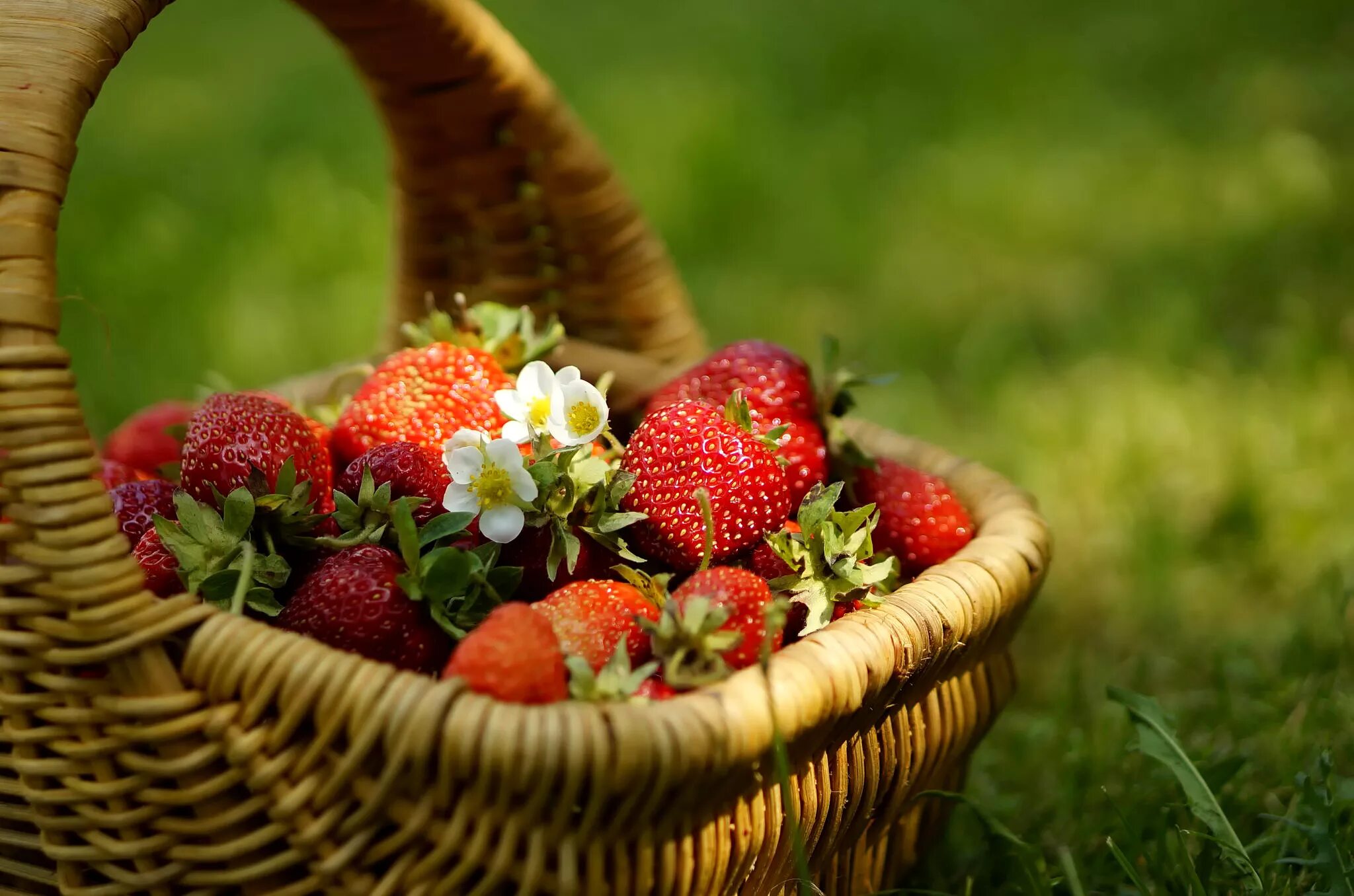 Strawberry flowers