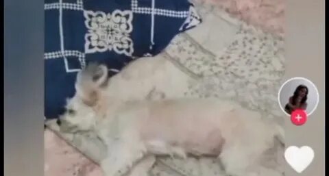 Женщина избивала собаку