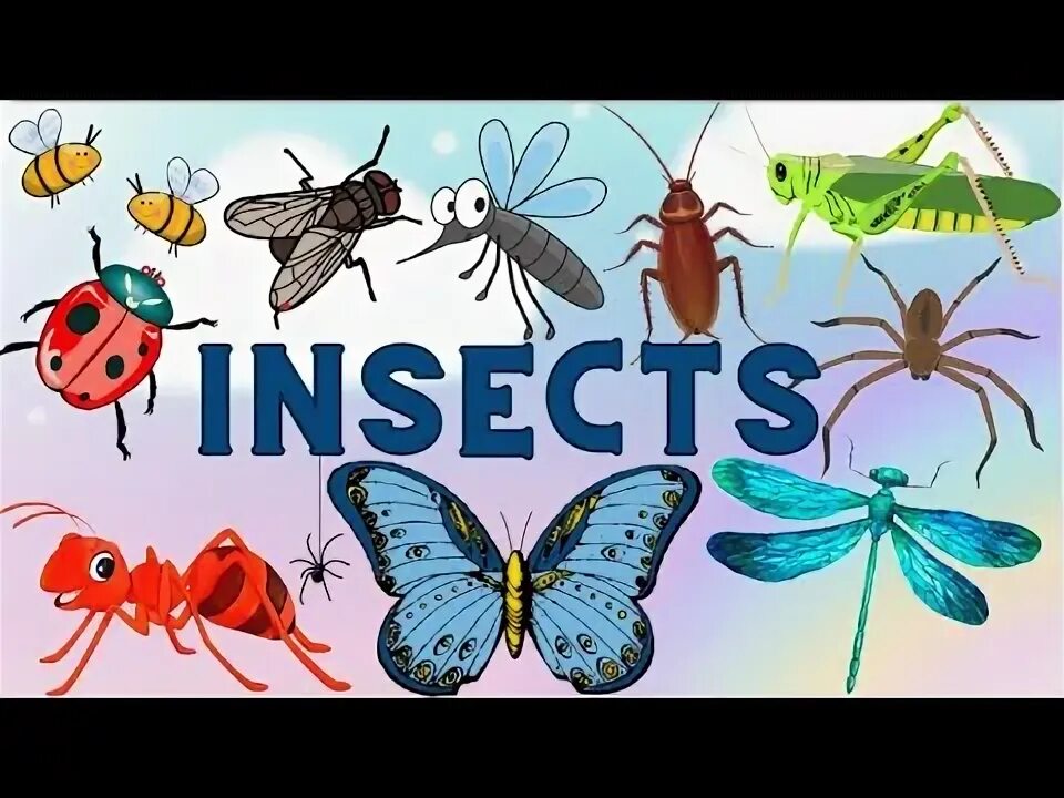 Write the odd word mosquito butterfly. Write the odd word mosquito butterfly