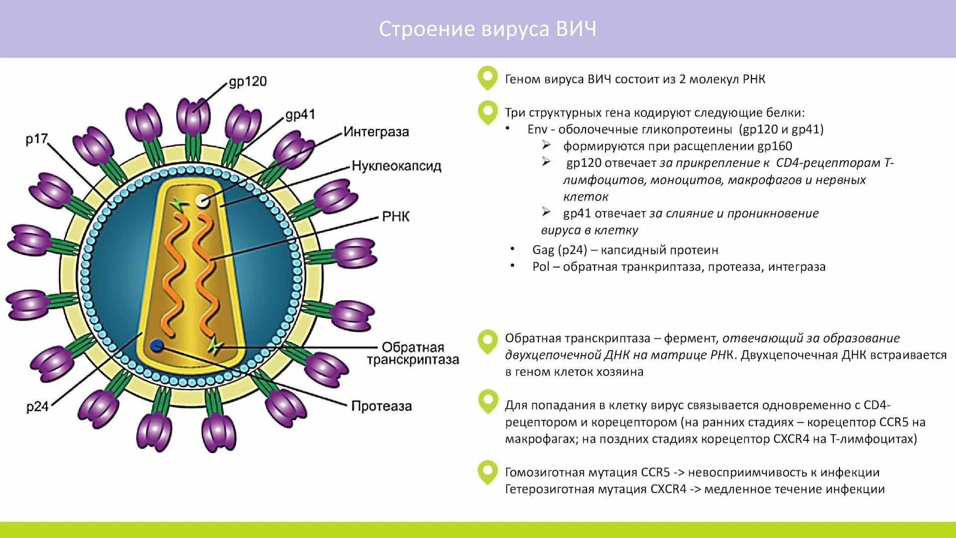 Строение вич. Строение вируса ВИЧ инфекции. ВИЧ строение вируса кратко. Строение вируса 2 РНК. Вирус иммунодефицита человека строение.