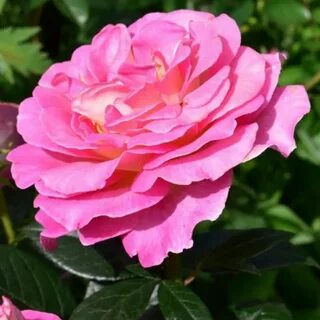 Rose paradise