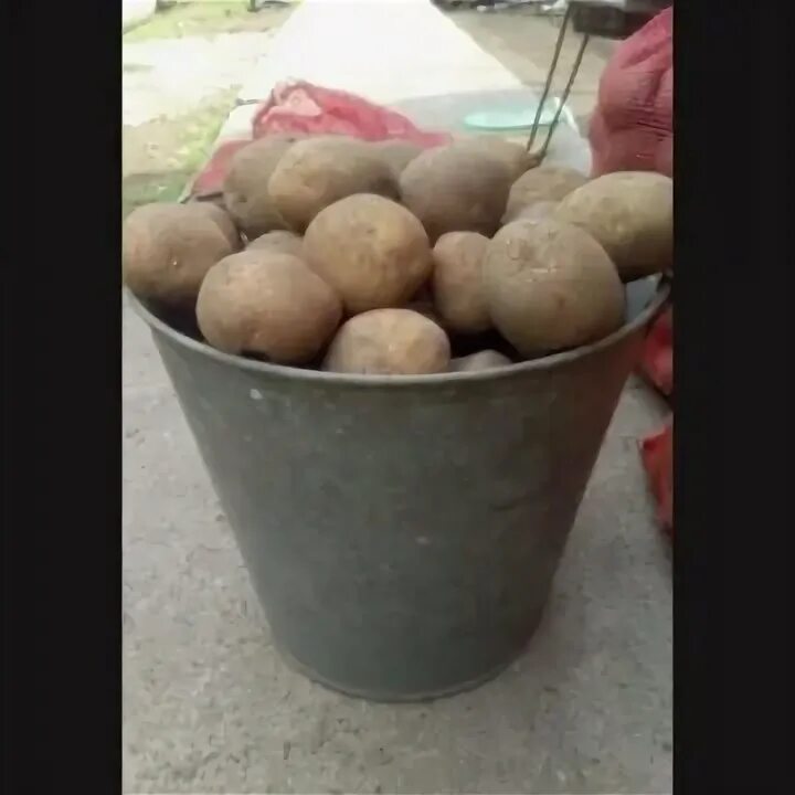 10л картошки сколько кг