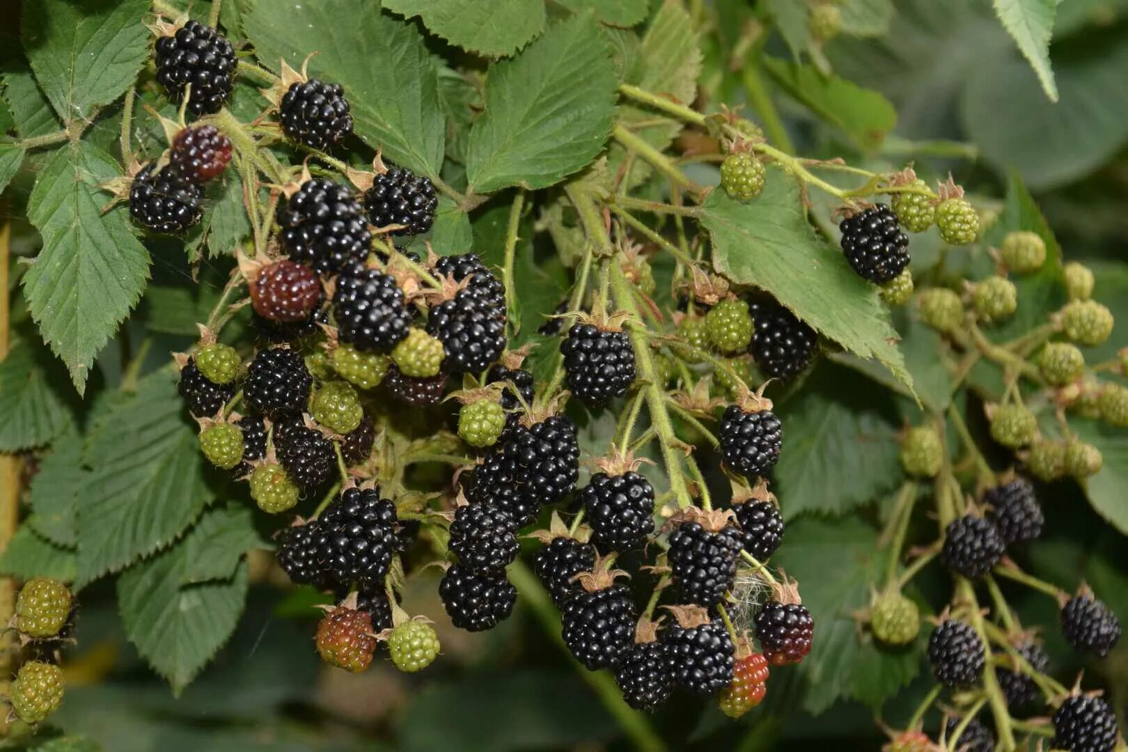 Ежевика куманика. Ежевика торнфри куст. Ежевика садовая кустовая. Ежевика кустистая куст. Ежевика кустарник.