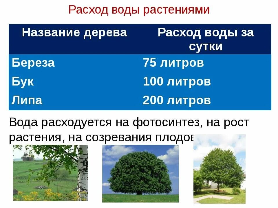 Потребление воды деревьями. Деревья которые потребляют много воды. Деревья поглощающие много воды. Какие деревья больше потребление воды. Сколько воды в деревьях