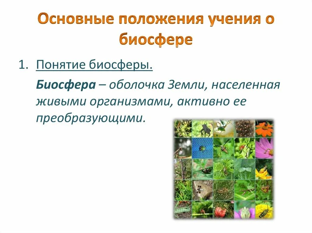 Человек часть биосферы кратко. Биосфера это в биологии 9 класс. Положения учения о биосфере. Основные положения учения о биосфере. Главные положения учения о биосфере.