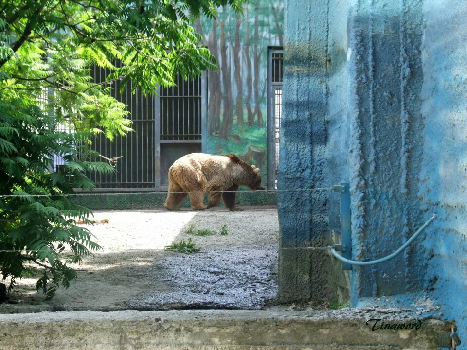 Ростовский зоопарк животные. Площадь зоопарка в Ростове на Дону. Ростов центр зоопарк. Ростовский зоопарк панорама. Ростовский зоопарк медведи.