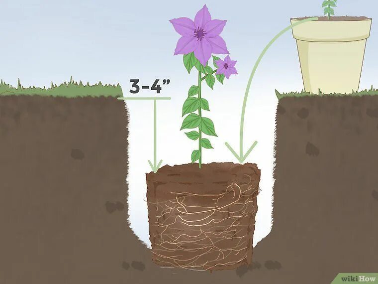 Клематис какая почва. Клематисы корневая. Клематис корневая система. Клематис высадка. Клематис садить.