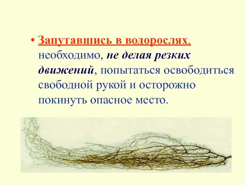 Для чего нужны водоросли. Запутался в водорослях. Человек запутался в водорослях. Картинка запутавшись в водорослях. Ноги запутались в водорослях.