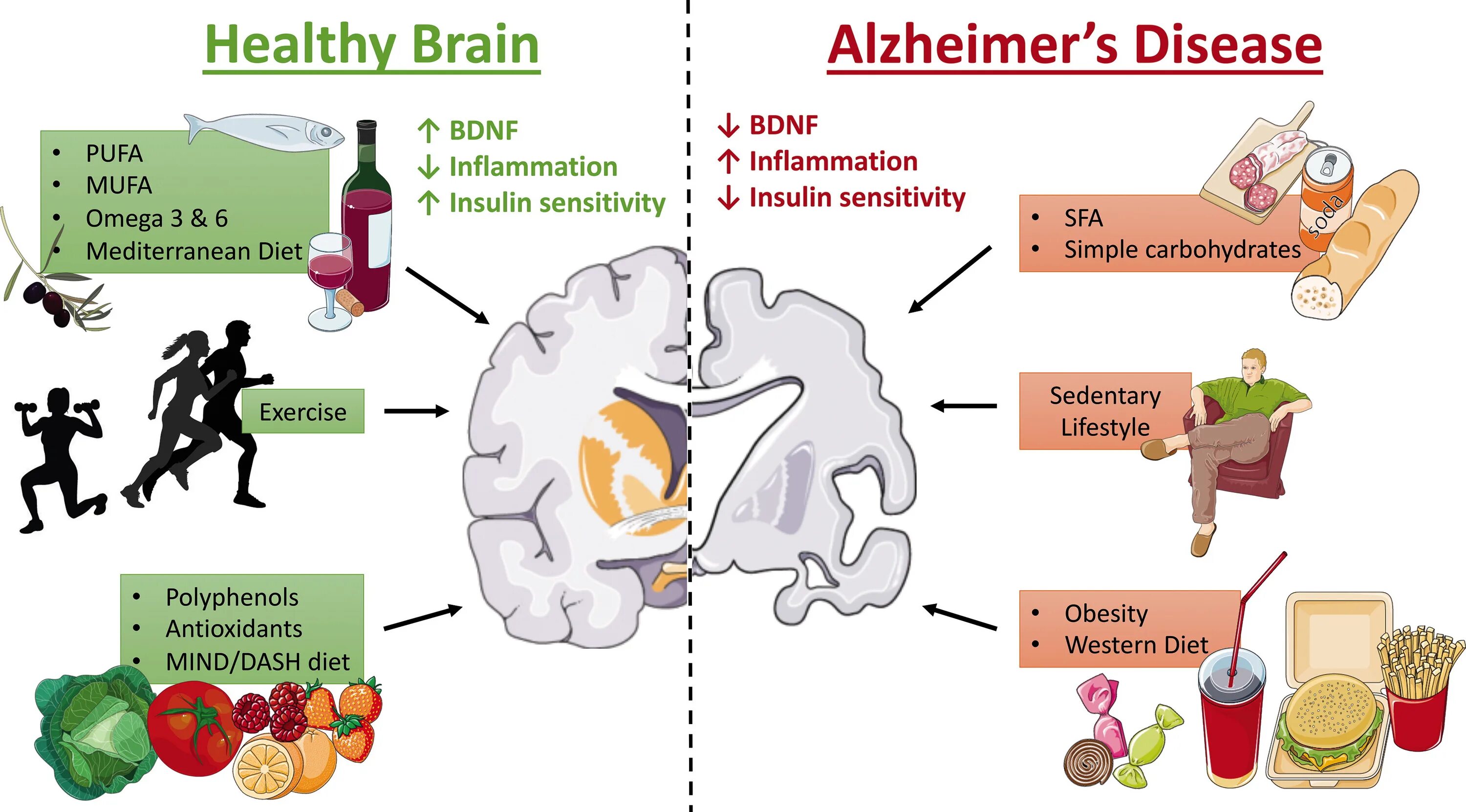 Reduce disease. Факторы болезни Альцгеймера. Факторы риска болезни Альцгеймера. Факторы риска болезниальцгеймер. Мозг здоровый и Альцгеймера.
