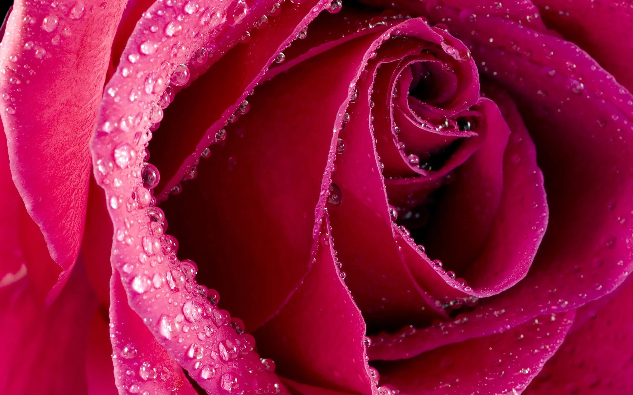 Картинки розе на заставку телефона. Красивые цвета. Красивые цветы. Красивые розы. Яркие цветы.
