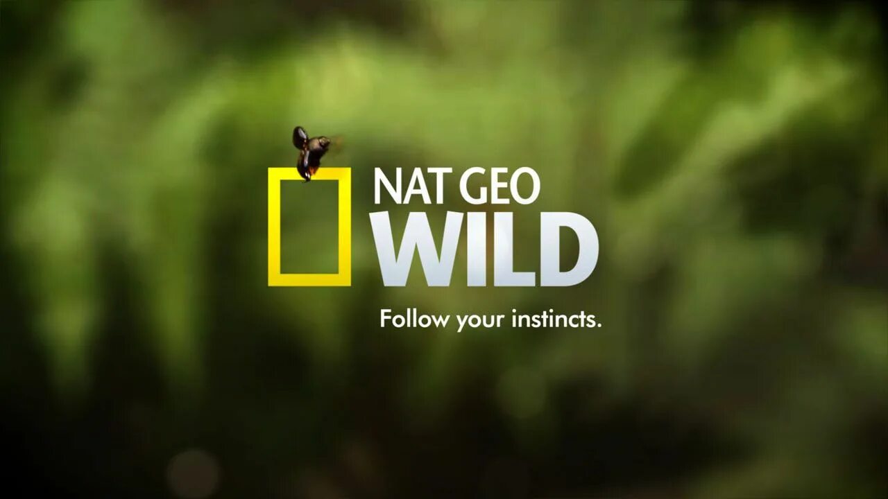 Включи канал природа. Логотип канала nat geo wild hd. канал national geographic wild. нат гео вайлд канал. national geographic wild hd канал.