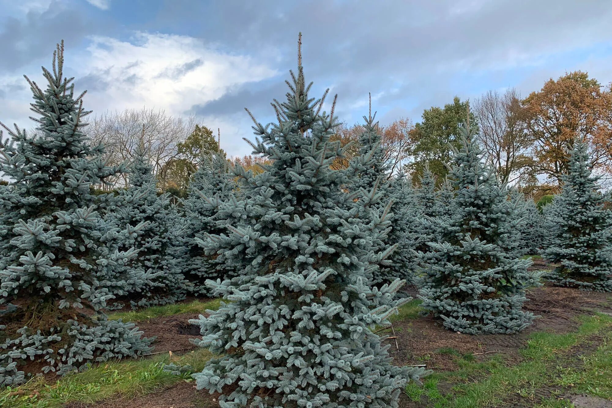 Ель колючая pungens. Ель колючая Oldenburg. Ель колючая Picea pungens. Ель Глаука Ольденбург. Ель колючая Ольденбург голубая.