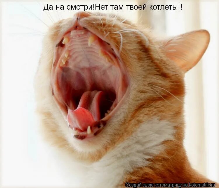 Посмотрели нету. Посмотрели нету