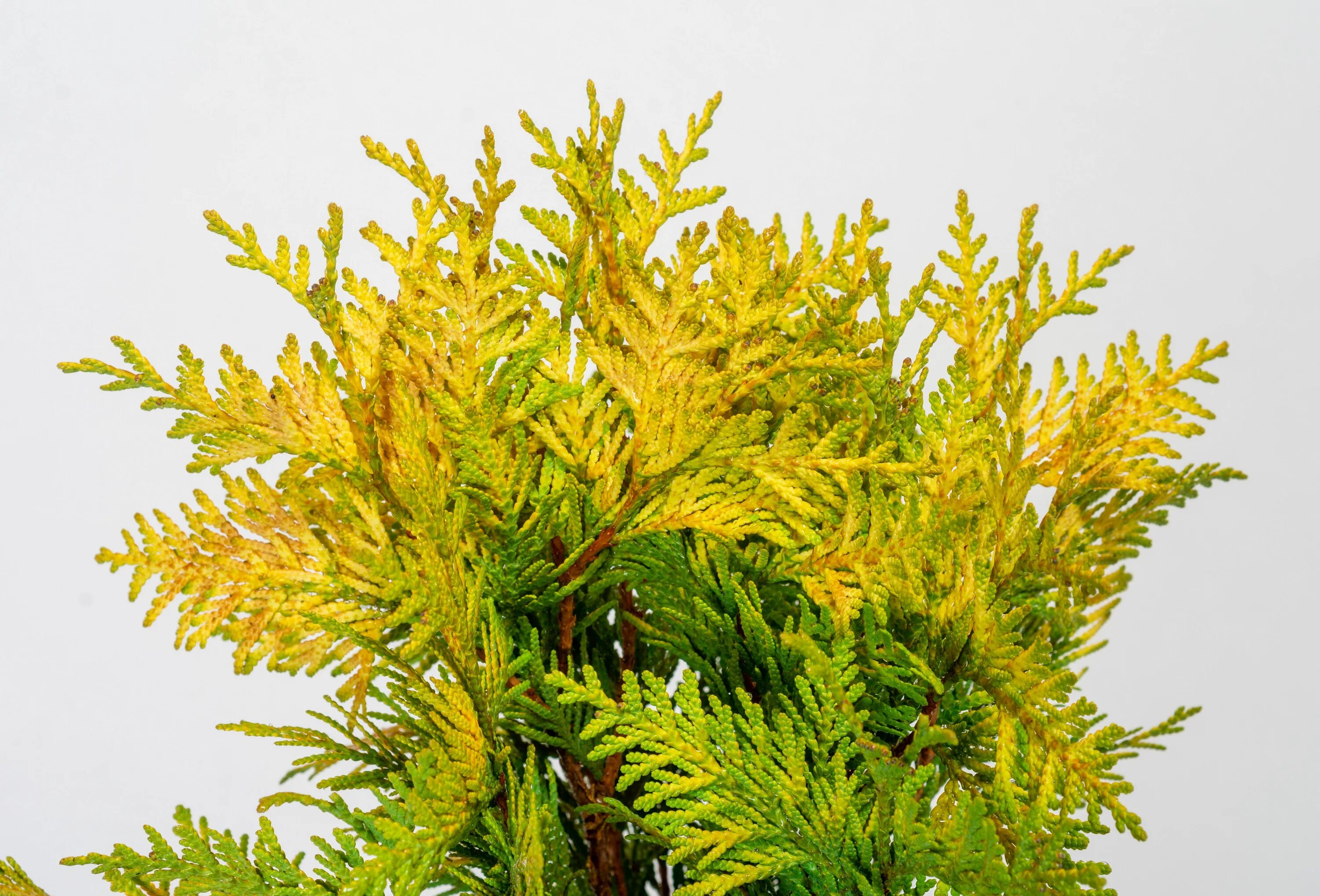 туя еллоу риббон. туя западная йеллоу риббон. туя yellow ribbon. холмструп елоу туя еллоу. туя западная holmstrup, yellow ribbon.