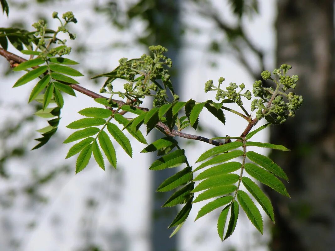 Как называется дерево похожее. Как называется дерево похожее. Айлант дерево сорняк. Сумах оленерогий плоды. Сумах уксусный rhus typhina.