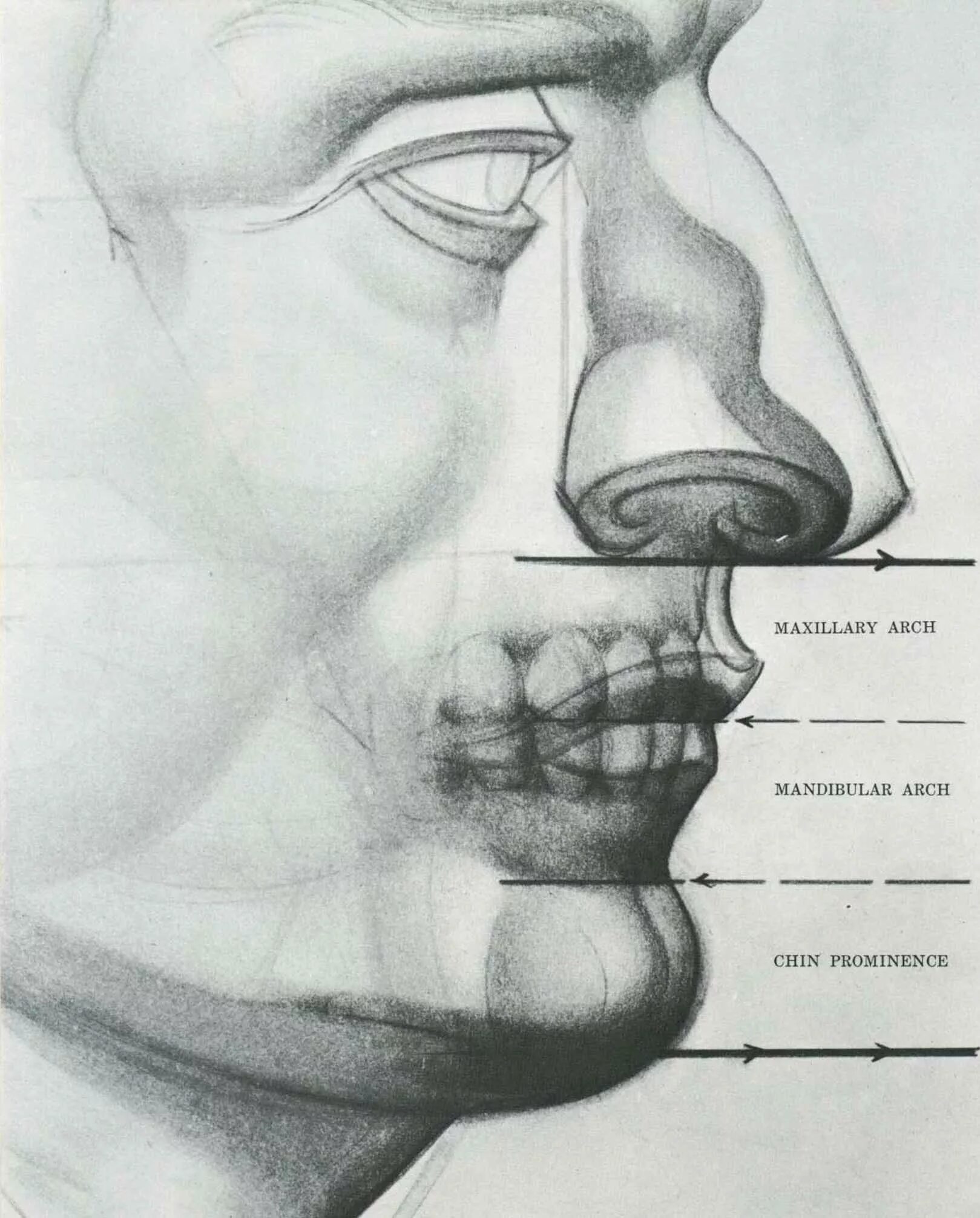 Нос сбоку анатомически. Строение губ человека анатомия. Анатомия носа человека для художников.