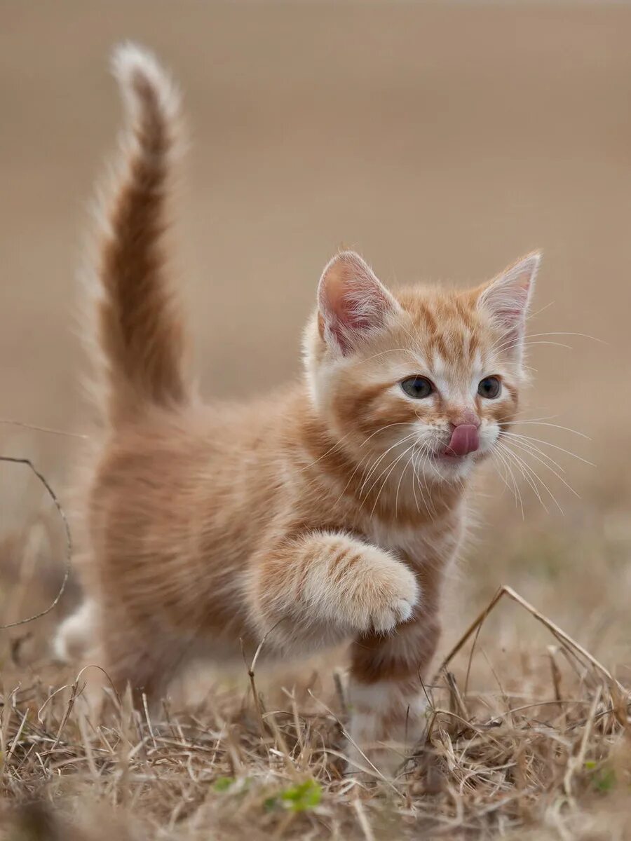 Рыжий котёнок. Красивый рыжий котенок. Котенок Рыжик. Рыжие коты. Шагающий кот