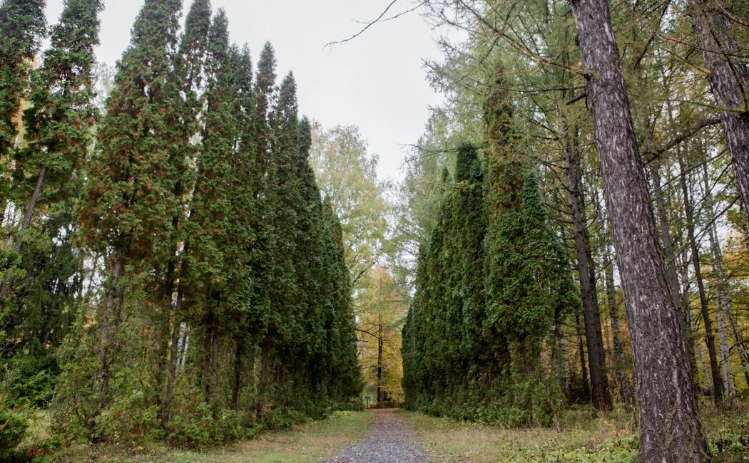 Волжско-камский заповедник татарстана. Волжско-камский заповедник татарстана растения. Сосенки цимлянский район. Волжско-камский заповедник татарстана растения. Волжский лес.