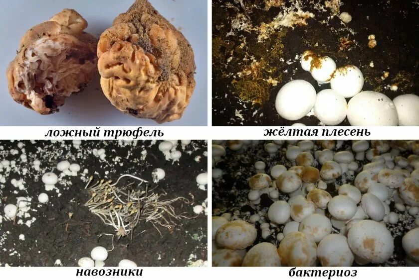 Заболел грибом. Плесень на грибах шампиньонах. Коричневая плесень на шампиньонах. Болезни шампиньонов в грибнице. Плесень это грибы.