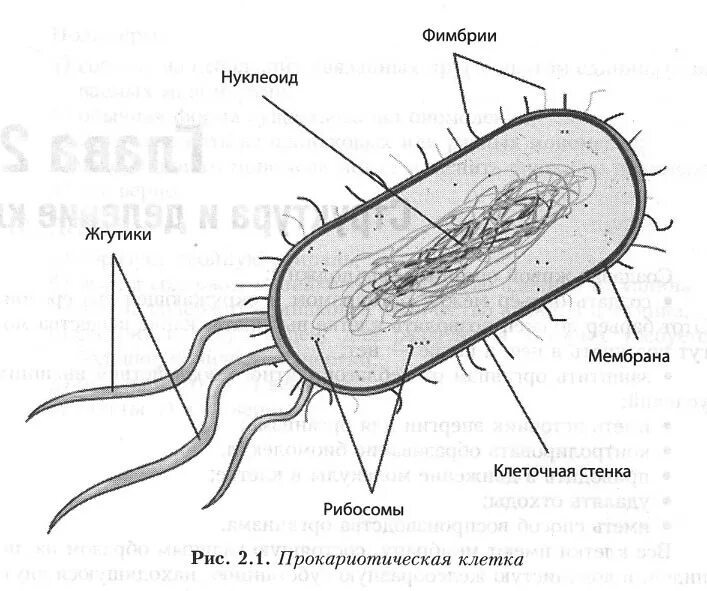 Прокариот схема. Строение прокариотической бактериальной клетки. Строение прокариотической микробной клетки.. Строение бактериальной клетки рисунок. Строение бактерии прокариот.