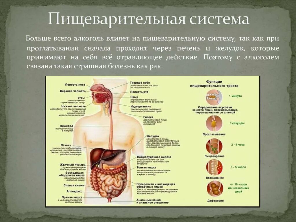 Алкогольное поражение пищеварительной системы включает в себя. Болезни органов пищеварительной системы. Пищеварительная система характеристика кратко