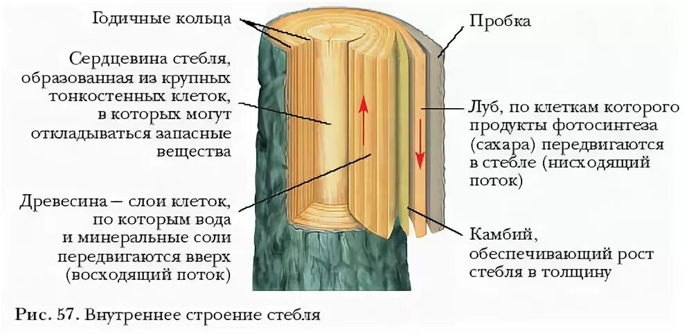 По какой части стебля передвигается вода