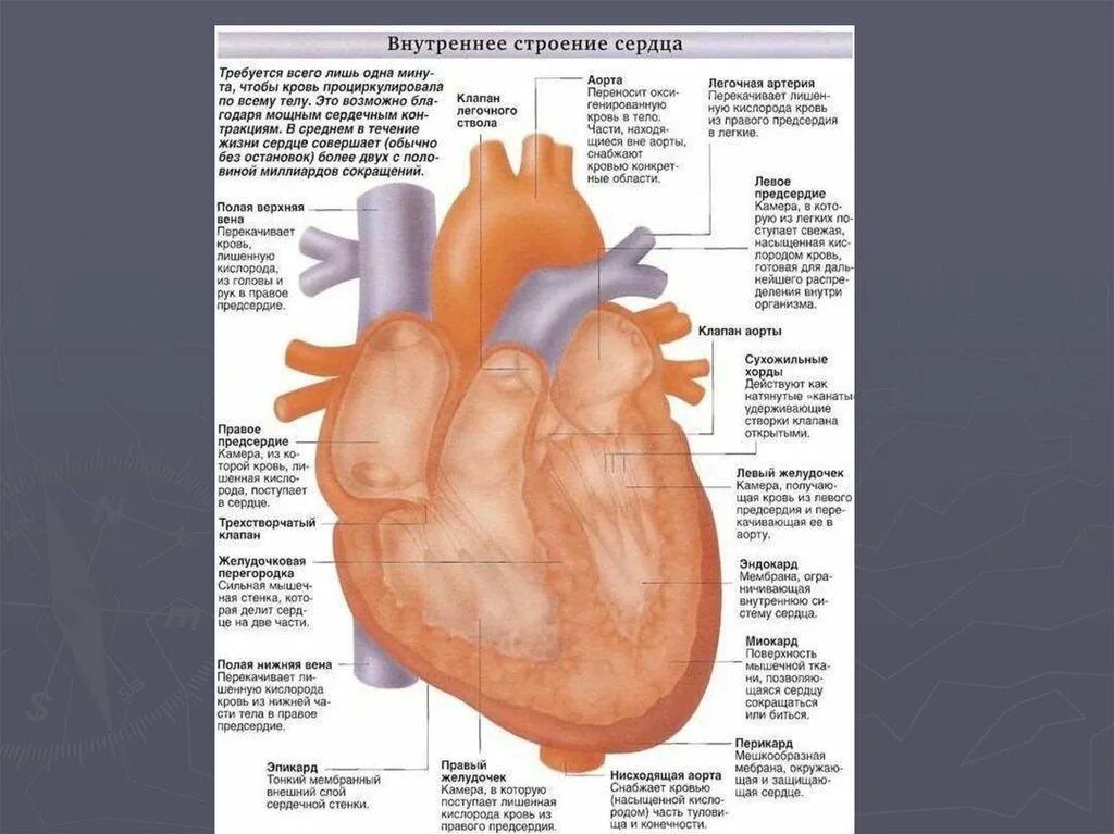 Миокард латынь. Строение человеческого сердца. Аорта строение сердца анатомия. Структуры внутреннего строения сердца. Строение сердца человека анатомия подробно.