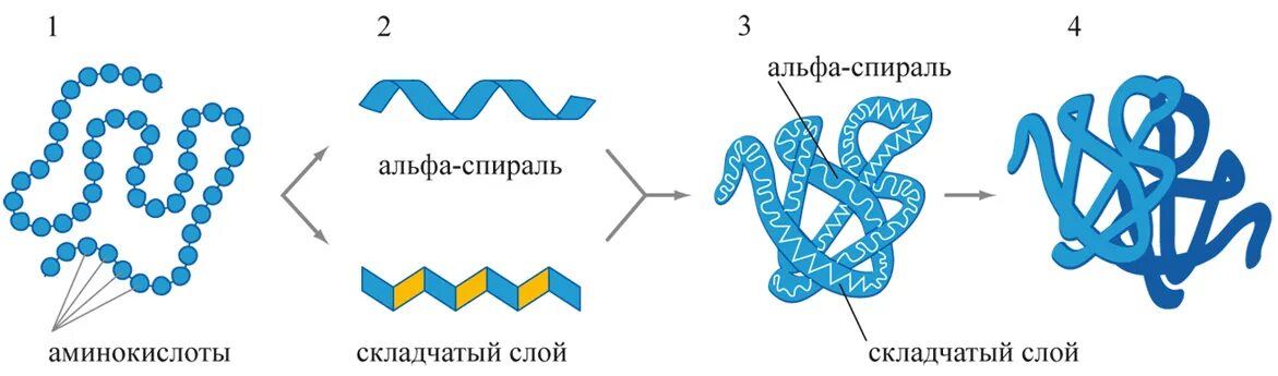 Альфа и бета спирали белка. Белок первичная структура вторичная третичная. Альфа спираль и бета структура белка. Белок структура молекулы.