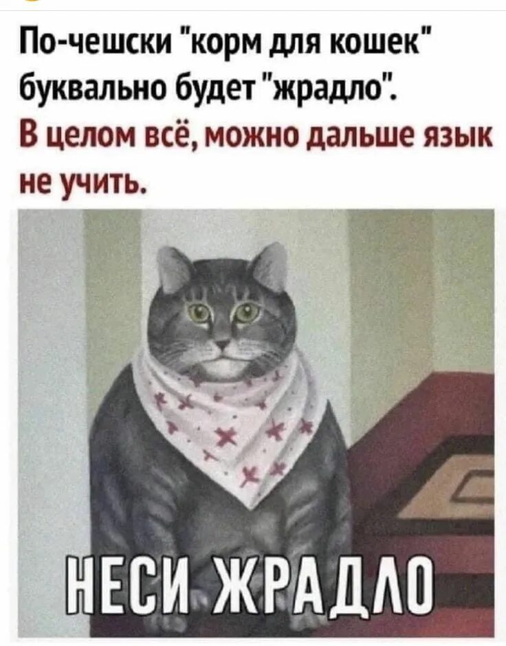 Хочу кушац мем с котом ждите звоночка 2024 мемы с котами ВКонтакте