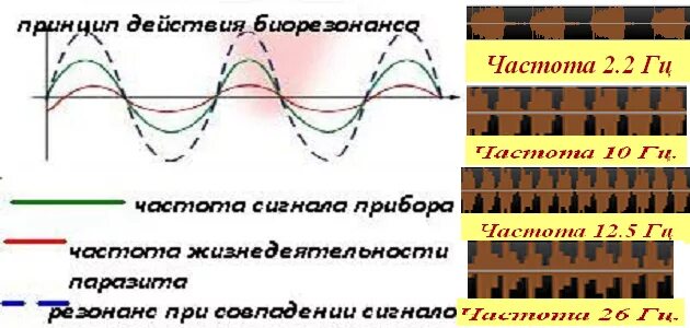 Биорезонансные частоты органов человека таблицы. Частоты биорезонанса. Частота здоровой клетки. Частота здоровой клетки человека.