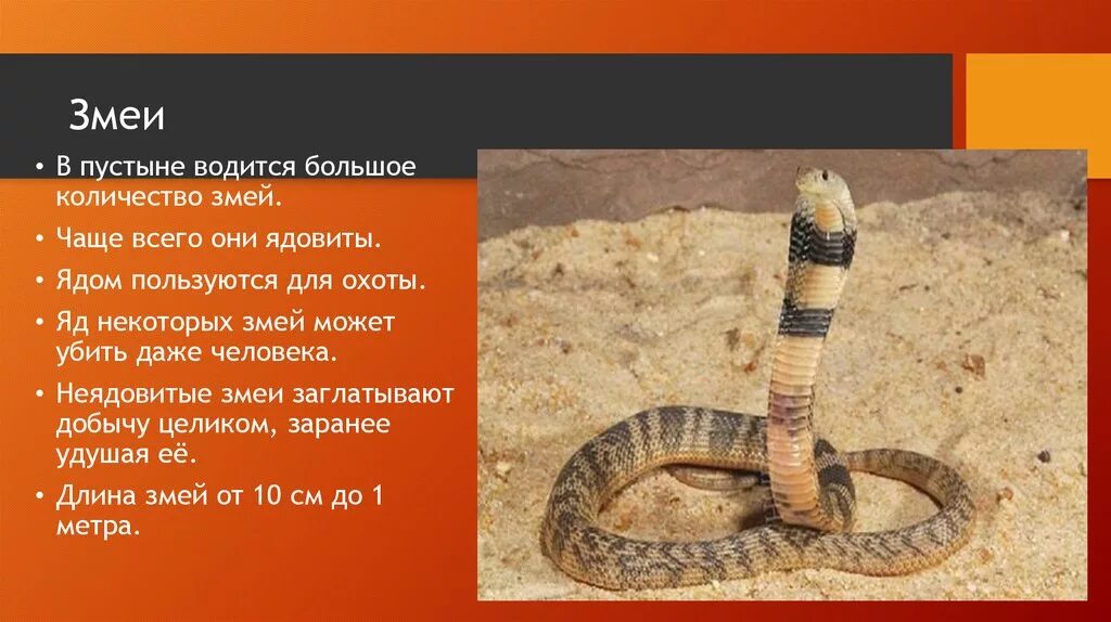 Змеи в чаще. Змеи обитающие в пустынях. какие змеи водятся в пустыне. зона пустынь змеи. змеи водящиеся в пустыне.