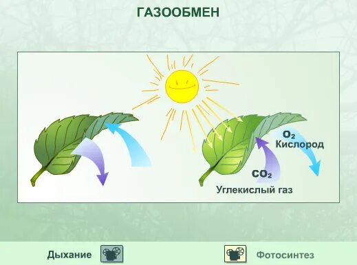 лист растения газообмен. газ необходимый для фотосинтеза. функции листа растения. процесс газообмена у растений. функции листа.