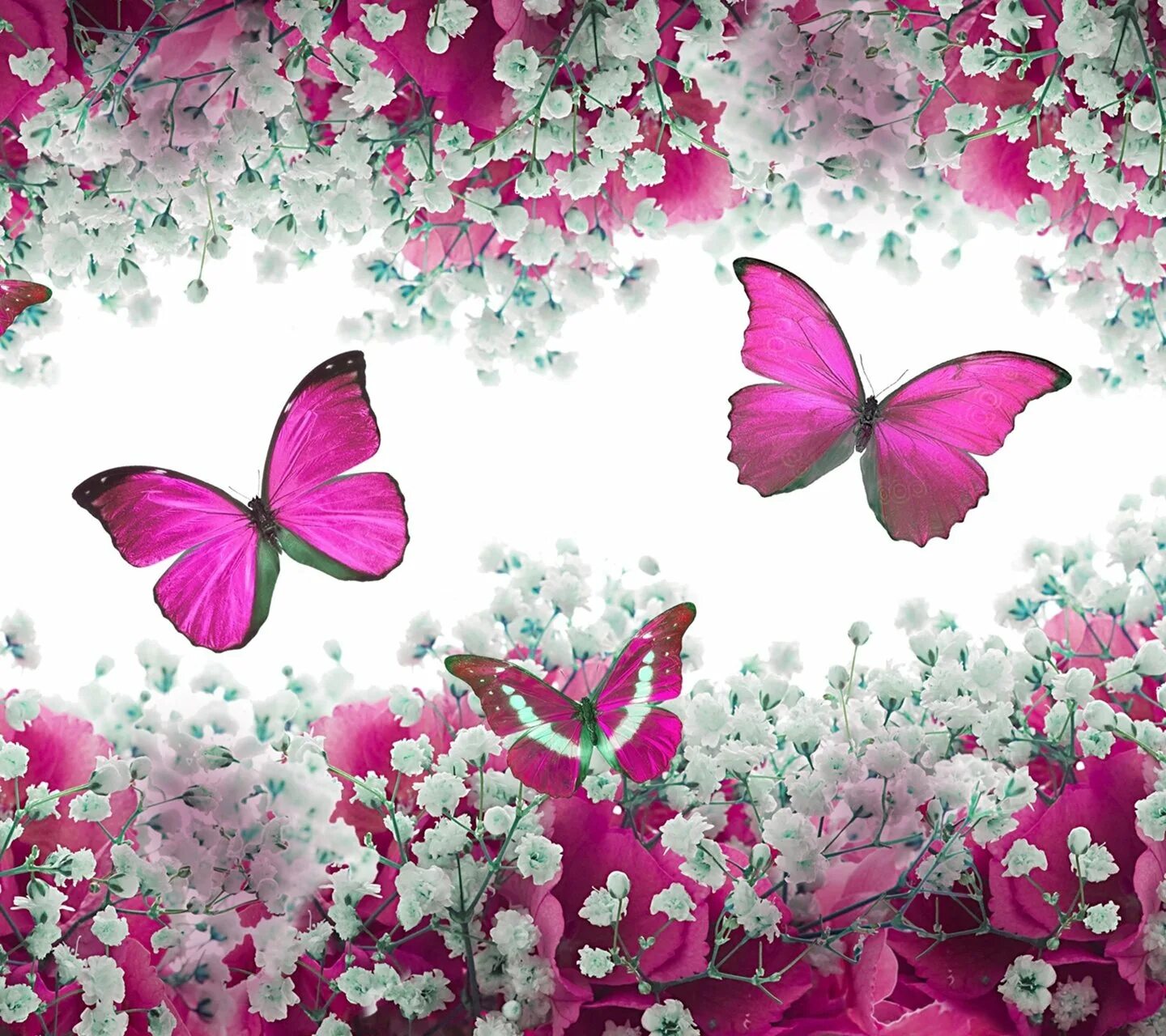 Фон бабочки. Бабочка на цветке. Розовые бабочки. Красивые розовые бабочки.