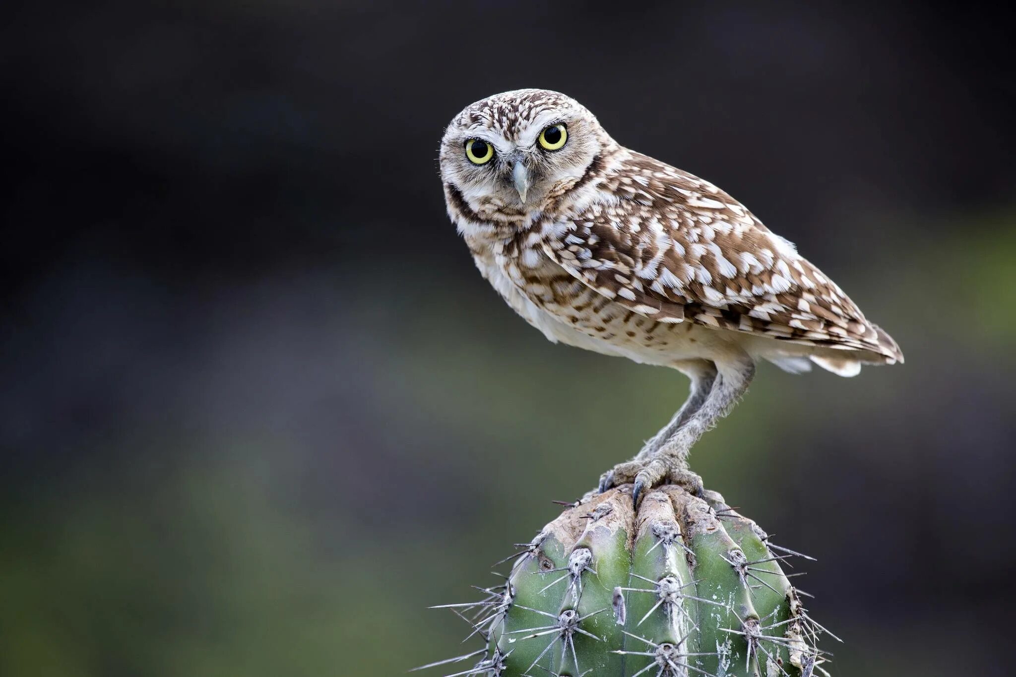 Сова – сыч-эльф (кактусовый). Кактус сова. Сыч-эльф кактусовый сыч. Сычик эльф. Сова кактусовый сыч.