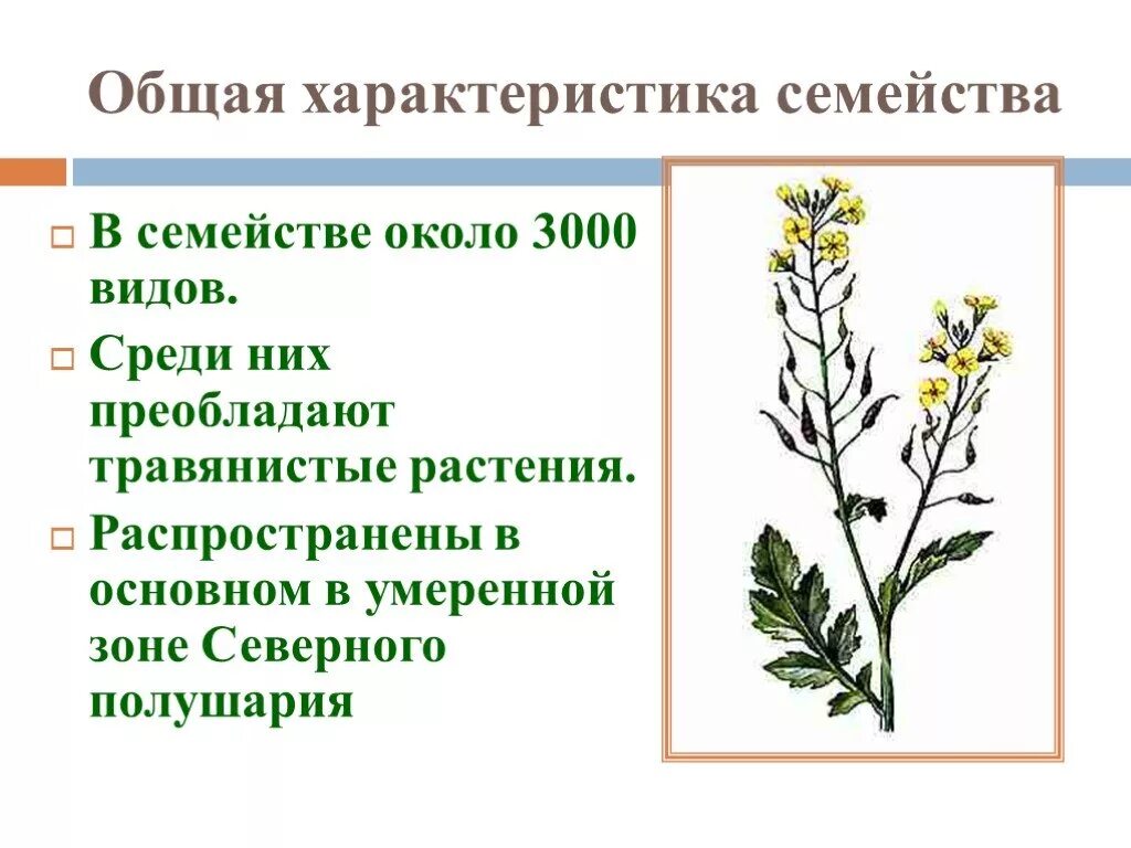 Крестоцветные описание. Цветок крестоцветных растений. Семейство капустные общая характеристика. Капустные растения крестоцветные характеристика. Крестоцветные отдел класс семейство.