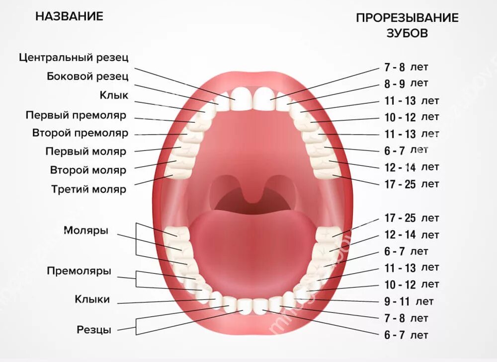 Почему меняются зубы. Схема прорезывания постоянных зубов у детей. Зубы у детей порядок прорезывания коренных зубов. Зубы схема прорезывания коренных зубов. Схема прорезывания зубов моляры.