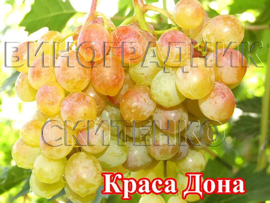 Виноград мускат красный. Виноград дона. Сорт винограда дынька. Донские автохтонные сорта винограда. Ялта здесь растёт золотой виноград.