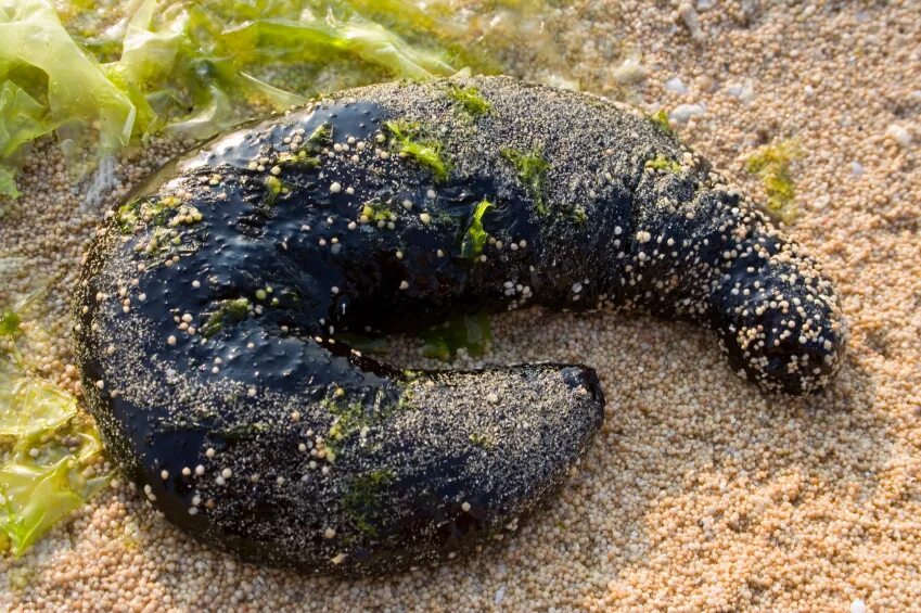 Ресторан с унитазами. Морской огурец кювьеровы органы. Морская какашка. Безногие голотурии. Какашки морской свинки.