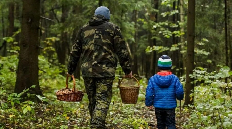 Потерялся в лесу. Едва рассвело лесники отправились за грибами. Собирать грибы в лесу. Едва рассвело лесники отправились за грибами. Поход за грибами.