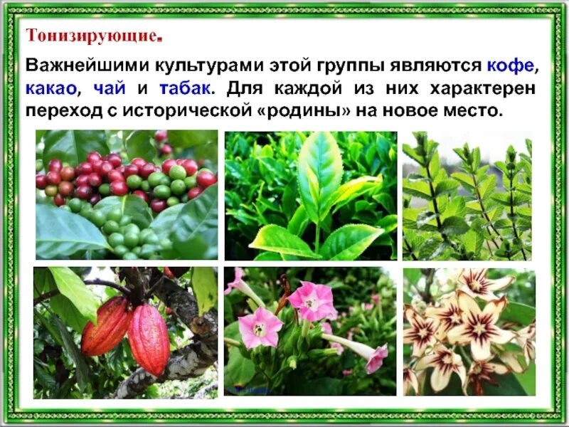 К техническим культурам относятся растения
