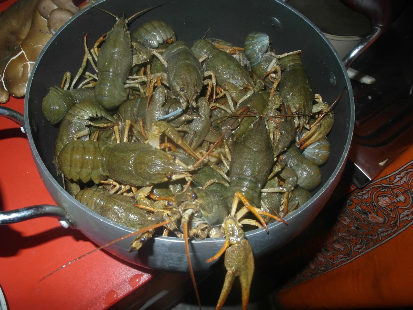 Живой рак в домашних условиях