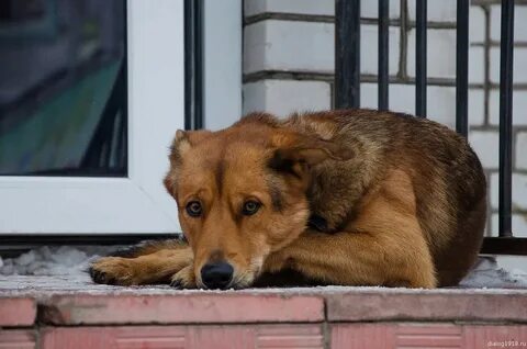 Собака скучает дома