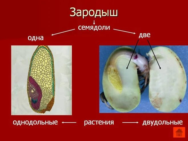 Семя содержит одну или две семядоли покрытосеменные. Однодольные зародыш семядоля и. Зародыш семядоля и. Зародыш с двумя семядолями. Зародыш с одной семядолей.