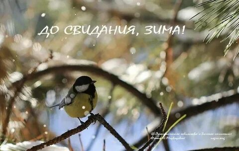 Досвидание зима