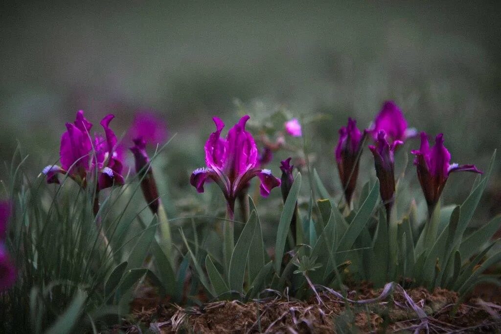 ирис степной. ирис в степи. дикий ирис касатик. ирис дикий степной. ирис в степи.