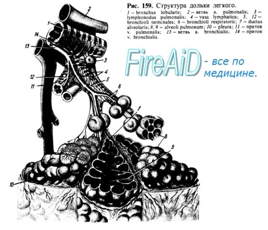 Lymphonodus. Строение дольки легкого. Строение легочной дольки. Долька легкого рисунок. Долька легкого схема.