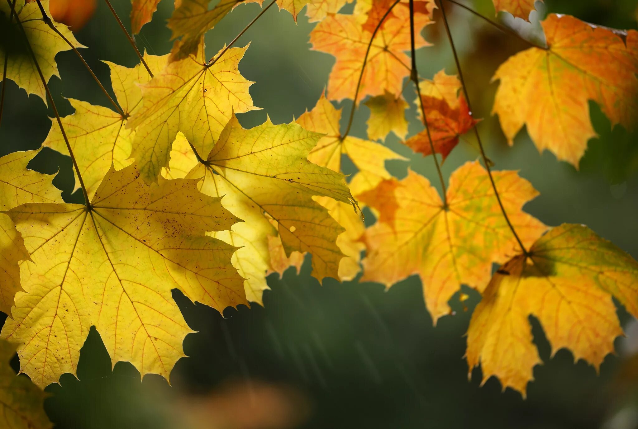 Лист осени фото. Кленовый лист. Осенняя листва. Осенний клен. Осень листья.